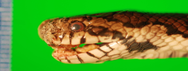 A milk snake showing signs of SFD. (Image: USGS National Wildlife Health Center/D.E. Green)